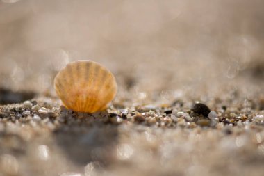 Kumsalda deniz kabukları