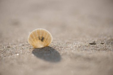 Kumsalda deniz kabukları