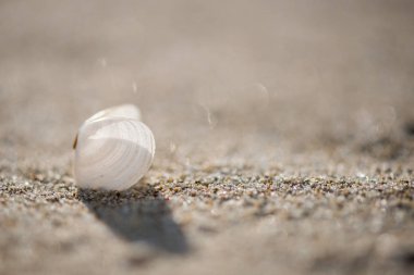 Kumsalda deniz kabukları