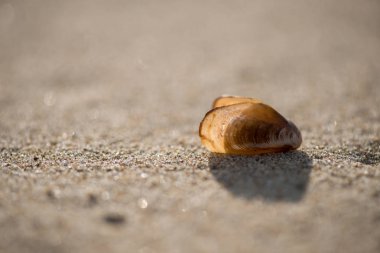 Kumsalda deniz kabukları