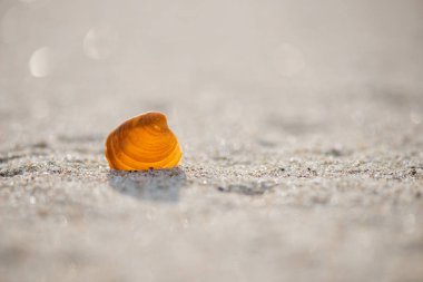 Kumsalda deniz kabukları