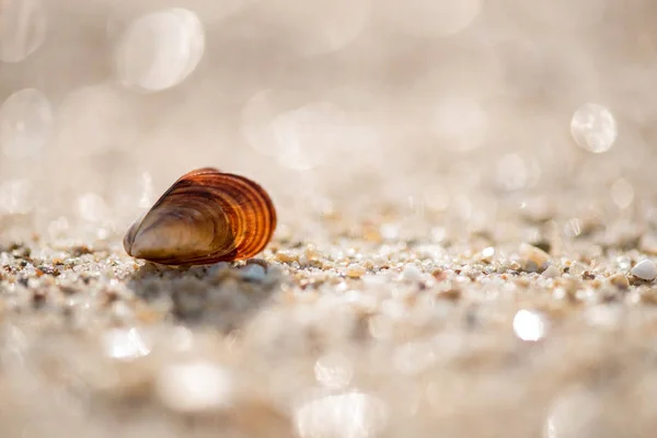 Mušle na pláži — Stock fotografie