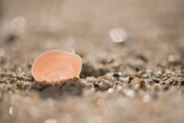 Conchas en la playa —  Fotos de Stock