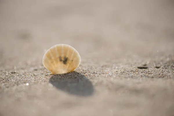 Conchas en la playa —  Fotos de Stock