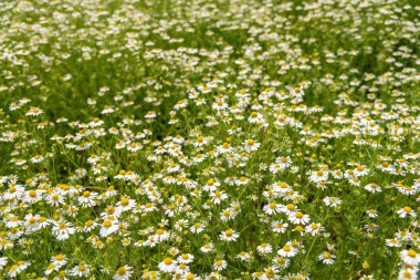 Sahada çiçek papatya