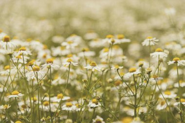 Sahada çiçek papatya