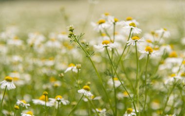 Sahada çiçek papatya