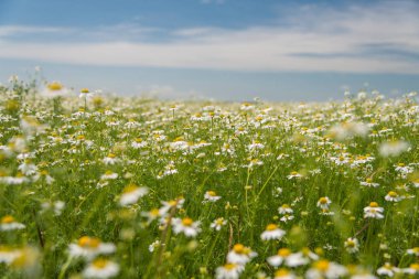 Sahada çiçek papatya