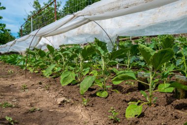 bir bahçe patlıcan