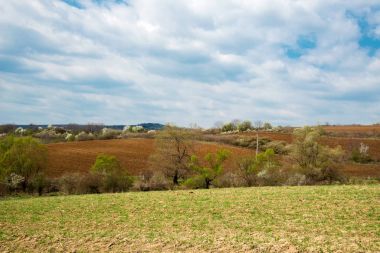 Bahar alan ve filizlenmiş buğday