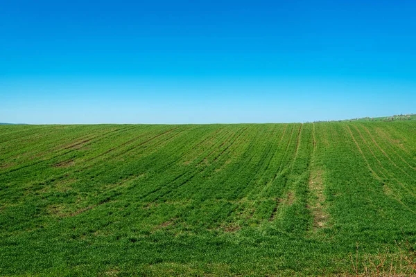 Jarní pole a naklíčené pšenice — Stock fotografie