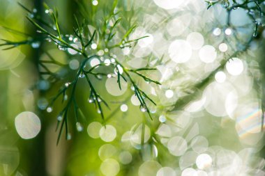 Çiy ile soyut kompozisyon bitkiler - seçici odak, kopya alanı üzerine düşer