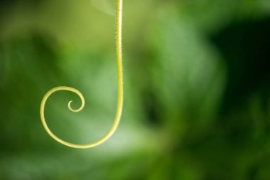 Son derece bir bitki sarmal - seçici odak yakın çekim