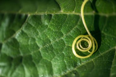 Son derece bir bitki sarmal - seçici odak yakın çekim