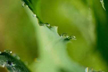 Çiy ile soyut kompozisyon bitkiler - seçici odak, kopya alanı üzerine düşer