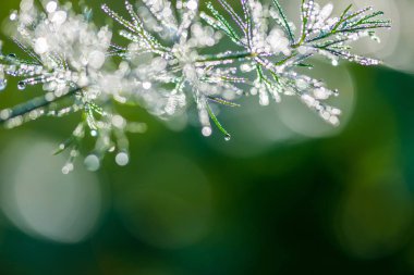 Çiy ile soyut kompozisyon bitkiler - seçici odak, kopya alanı üzerine düşer