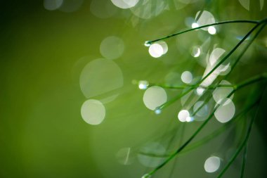 Çiy ile soyut kompozisyon bitkiler - seçici odak, kopya alanı üzerine düşer