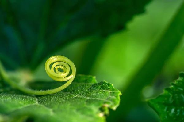 Estremamente ravvicinato di una spirale vegetale - focalizzazione selettiva — Foto Stock