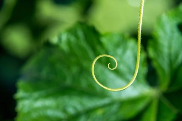 Estremamente ravvicinato di una spirale vegetale - focalizzazione selettiva — Foto Stock