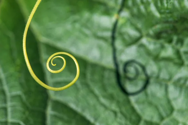 Надзвичайно крупним планом рослинна спіраль вибірковий фокус — стокове фото