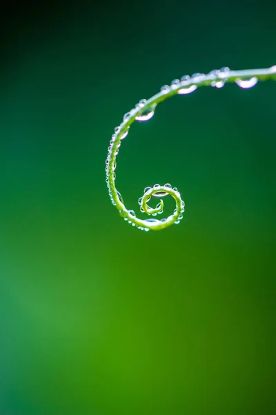 Abstract composition with  dew drops over plants - selective focus, copy space — Stock Photo, Image