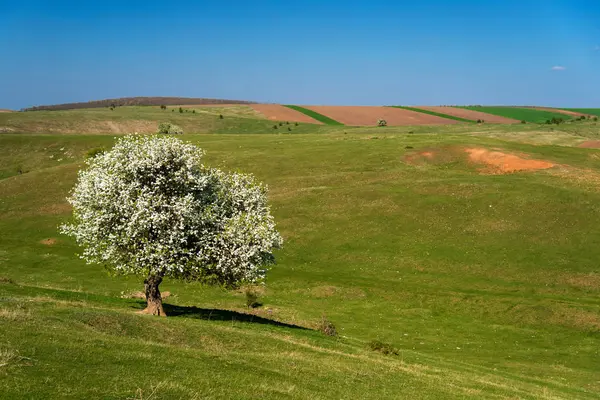 Allein blühender Baum in einem Frühlingsfeld — Stockfoto