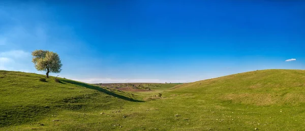 Панорамный вид одинокого цветущего дерева на весеннем поле — стоковое фото