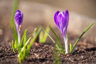 Bahar bahçe Iridaceae çimlenme