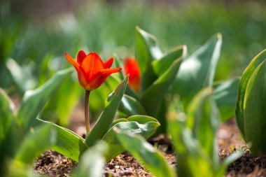 Bir bahar bahçe çiçek açan kırmızı lale