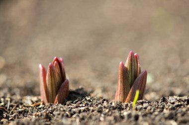 Filiz bitki bahar bahçe içinde