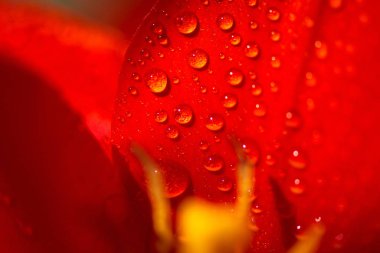 Lale petal - aşırı yakın kadar seçici odak üzerinde su damlaları
