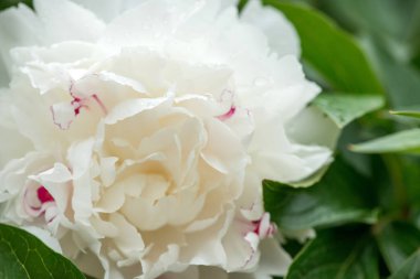 -Seçici odak bir bahar bahçe beyaz peonies Close-up