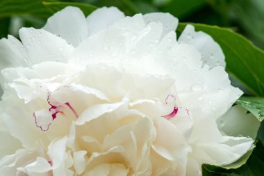 -Seçici odak bir bahar bahçe beyaz peonies Close-up