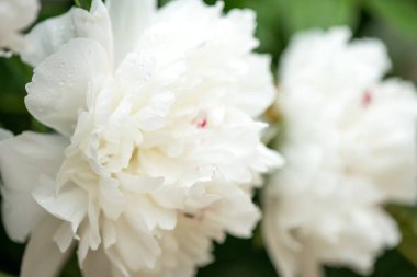 -Seçici odak bir bahar bahçe beyaz peonies Close-up