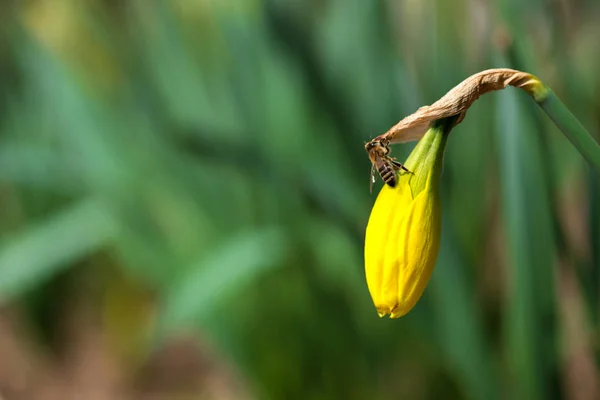 Blühende Frühlingsblumen Narzissen im Vorfrühlingsgarten — Stockfoto