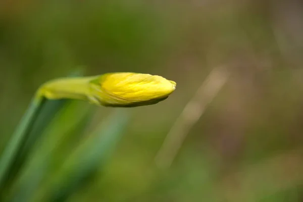 Blühende Frühlingsblumen Narzissen im Vorfrühlingsgarten — Stockfoto