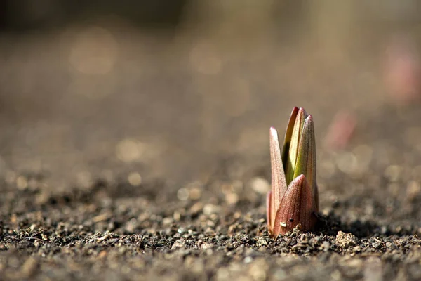 Plantas germinadas em um jardim de primavera — Fotografia de Stock