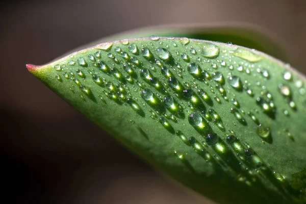 Krople wody nad tulip płatek - extreme close up, Selektywny fokus — Zdjęcie stockowe