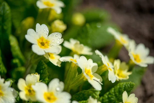 Nahaufnahme der gelben Primeln, die im Vorfrühlingsgarten blühen - selektiver Fokus — Stockfoto