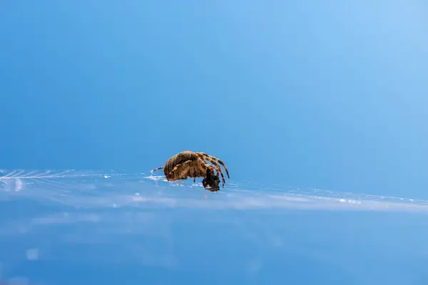 Pająk na pajęczynie na tle błękitnego nieba — Zdjęcie stockowe