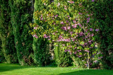 Japon sakura - seçici odak