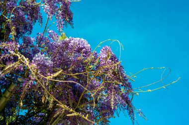 Güzel mor salkım çiçekleri