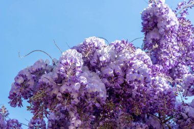 Güzel mor salkım çiçekleri