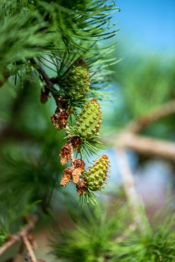 Genç dalları ve iğne yapraklılar - seçici odak, kopya alanı koniler kapat