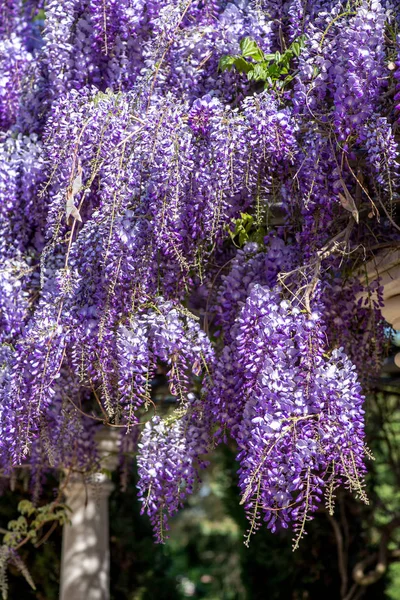 Beautiful purple wisteria flowers — Stock Photo, Image