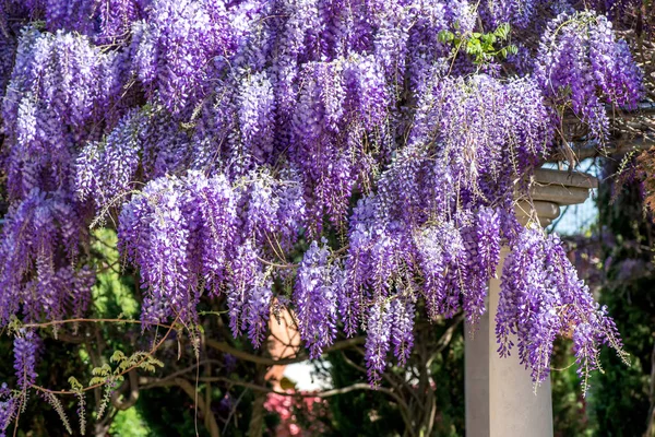 Piękne purpurowe kwiaty wisteria — Zdjęcie stockowe