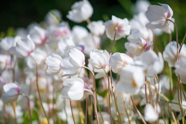 Flori albe Ranunculus sau Buttercup, focalizare selectivă . — Fotografie, imagine de stoc