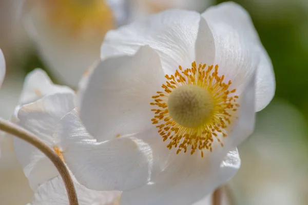 Ranunculus λευκό λουλούδι ή βατράχιο, επιλεκτική εστίαση. — Φωτογραφία Αρχείου