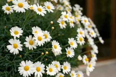 Alan bahar bahçe - seçici odak, taze papatya kopyalama