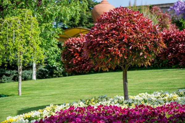 Jardim de primavera em um dia ensolarado — Fotografia de Stock